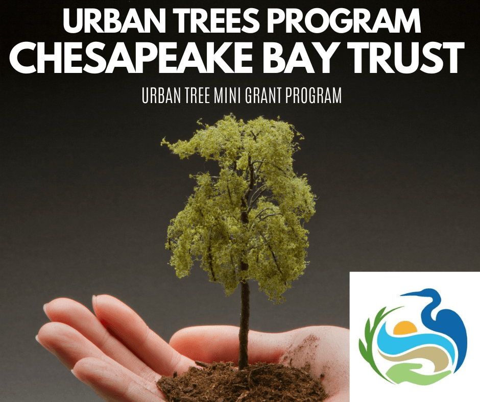 Urban Trees Program (2)
