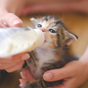Kitten being bottle fed
