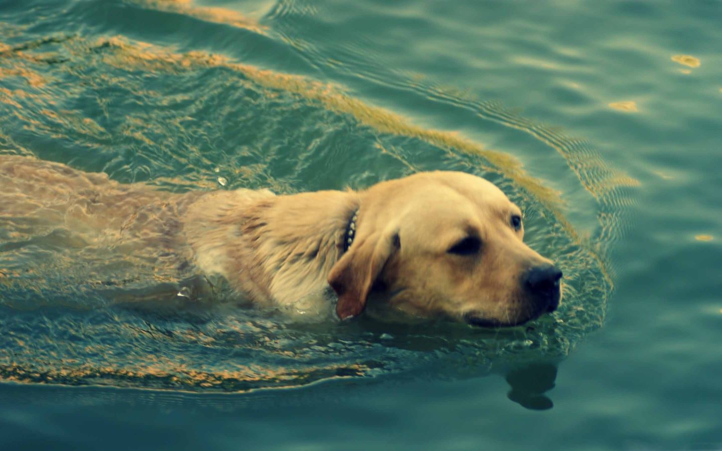 Dog Swimming