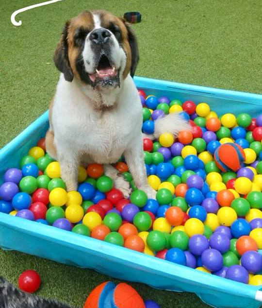 dogwood acres ball pit