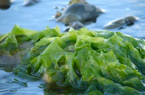sea_lettuce2.jpg